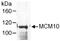 Minichromosome Maintenance 10 Replication Initiation Factor antibody, NB100-253, Novus Biologicals, Immunoprecipitation image 