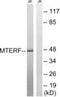 Mitochondrial Transcription Termination Factor 1 antibody, PA5-39502, Invitrogen Antibodies, Western Blot image 