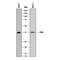 CRK Like Proto-Oncogene, Adaptor Protein antibody, MAB5127, R&D Systems, Western Blot image 