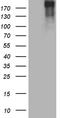 RNA Polymerase II Subunit A antibody, TA809994, Origene, Western Blot image 