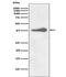 Nanog Homeobox antibody, M00153, Boster Biological Technology, Western Blot image 