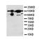 N-Myc Downstream Regulated 1 antibody, orb27625, Biorbyt, Western Blot image 
