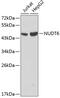 Nudix Hydrolase 6 antibody, 13-112, ProSci, Western Blot image 