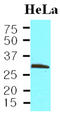 PCNA antibody, AM03183PU-N, Origene, Western Blot image 