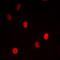 Mediator Complex Subunit 24 antibody, LS-C368414, Lifespan Biosciences, Immunofluorescence image 