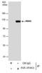 RNA Binding Motif Protein 5 antibody, PA5-35963, Invitrogen Antibodies, Immunoprecipitation image 