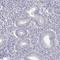 GLIPR1 Like 2 antibody, HPA039795, Atlas Antibodies, Immunohistochemistry frozen image 