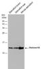 Histone Cluster 4 H4 antibody, NBP2-42856, Novus Biologicals, Western Blot image 