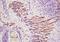 Taxilin Beta antibody, orb158673, Biorbyt, Immunohistochemistry paraffin image 