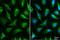 Isocitrate Dehydrogenase (NAD(+)) 3 Alpha antibody, NBP1-32396, Novus Biologicals, Immunocytochemistry image 
