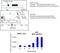 Lysine Acetyltransferase 5 antibody, MA1-71510, Invitrogen Antibodies, Chromatin Immunoprecipitation image 