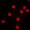 Heterogeneous Nuclear Ribonucleoprotein F antibody, LS-C352305, Lifespan Biosciences, Immunofluorescence image 