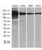 Sirtuin 1 antibody, LS-C795163, Lifespan Biosciences, Western Blot image 