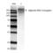 Alginate antibody, LS-C773010, Lifespan Biosciences, Western Blot image 