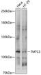 Transmembrane And Tetratricopeptide Repeat Containing 3 antibody, 15-623, ProSci, Western Blot image 