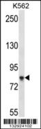 Sterile Alpha Motif Domain Containing 4B antibody, 57-150, ProSci, Western Blot image 