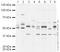 Hyaluronidase 2 antibody, ab68608, Abcam, Western Blot image 