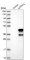 Mitochondrial Fission Regulator 1 Like antibody, PA5-55512, Invitrogen Antibodies, Western Blot image 