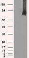 B-Raf Proto-Oncogene, Serine/Threonine Kinase antibody, LS-C784281, Lifespan Biosciences, Western Blot image 