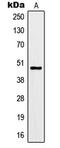 Potassium Voltage-Gated Channel Subfamily J Member 9 antibody, LS-C352416, Lifespan Biosciences, Western Blot image 