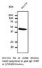 Cre Recombinase antibody, AB0124-200, SICGEN, Western Blot image 