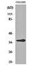 Olfactory Receptor Family 10 Subfamily G Member 6 antibody, orb162099, Biorbyt, Western Blot image 