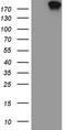 DNA Topoisomerase II Alpha antibody, LS-C338568, Lifespan Biosciences, Western Blot image 