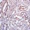 NADPH Oxidase 1 antibody, orb6469, Biorbyt, Immunohistochemistry paraffin image 