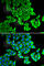Nucleolar Protein 3 antibody, A6319, ABclonal Technology, Immunofluorescence image 
