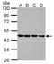 Nuclear Distribution C, Dynein Complex Regulator antibody, NBP2-19604, Novus Biologicals, Western Blot image 