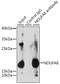NADH:Ubiquinone Oxidoreductase Subunit A8 antibody, 14-265, ProSci, Immunoprecipitation image 