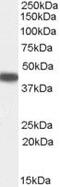 Serpin Family B Member 9 antibody, PA5-18686, Invitrogen Antibodies, Western Blot image 