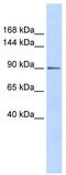 Jade Family PHD Finger 3 antibody, TA335612, Origene, Western Blot image 