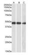 Isocitrate dehydrogenase [NADP], mitochondrial antibody, orb125097, Biorbyt, Western Blot image 