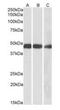 Isocitrate Dehydrogenase (NADP(+)) 2, Mitochondrial antibody, orb125097, Biorbyt, Western Blot image 