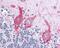 Neurofilament Medium antibody, 48-789, ProSci, Immunohistochemistry frozen image 