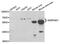 Serpin Family D Member 1 antibody, PA5-77030, Invitrogen Antibodies, Western Blot image 