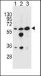 Glycine Amidinotransferase antibody, PA5-23946, Invitrogen Antibodies, Western Blot image 