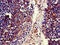 Melanotransferrin antibody, CSB-PA013754LA01HU, Cusabio, Immunohistochemistry frozen image 
