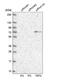 GATA Zinc Finger Domain Containing 2B antibody, NBP1-87358, Novus Biologicals, Western Blot image 