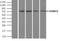 Fermitin Family Member 2 antibody, NBP1-47745, Novus Biologicals, Immunoprecipitation image 