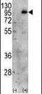 Phosphatidylinositol-4-Phosphate 5-Kinase Type 1 Gamma antibody, PA5-15284, Invitrogen Antibodies, Western Blot image 