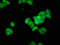 Thymocyte Selection Associated antibody, CSB-PA850780LA01HU, Cusabio, Immunofluorescence image 