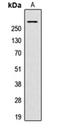 A-Kinase Anchoring Protein 13 antibody, orb215045, Biorbyt, Western Blot image 