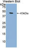 Fibroblast Growth Factor 7 antibody, MBS2004701, MyBioSource, Western Blot image 