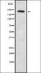 Myosin IA antibody, orb338446, Biorbyt, Western Blot image 