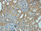 Matrix Metallopeptidase 1 antibody, 14-183, ProSci, Immunohistochemistry frozen image 