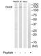 DEAH-Box Helicase 8 antibody, TA313749, Origene, Western Blot image 