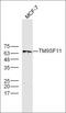 Transmembrane 9 Superfamily Member 1 antibody, orb221936, Biorbyt, Western Blot image 