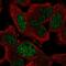 GEN1 Holliday Junction 5' Flap Endonuclease antibody, PA5-54137, Invitrogen Antibodies, Immunofluorescence image 